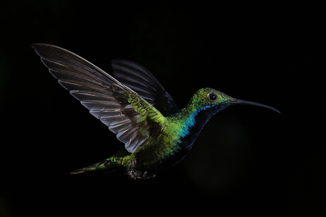 En el jardín de Enma Pescador una bandada de colibríes se desplaza a entre 50 y 120 km/h. Ella los fotografía y comparte sus imágenes en Instagram. Foto Afp