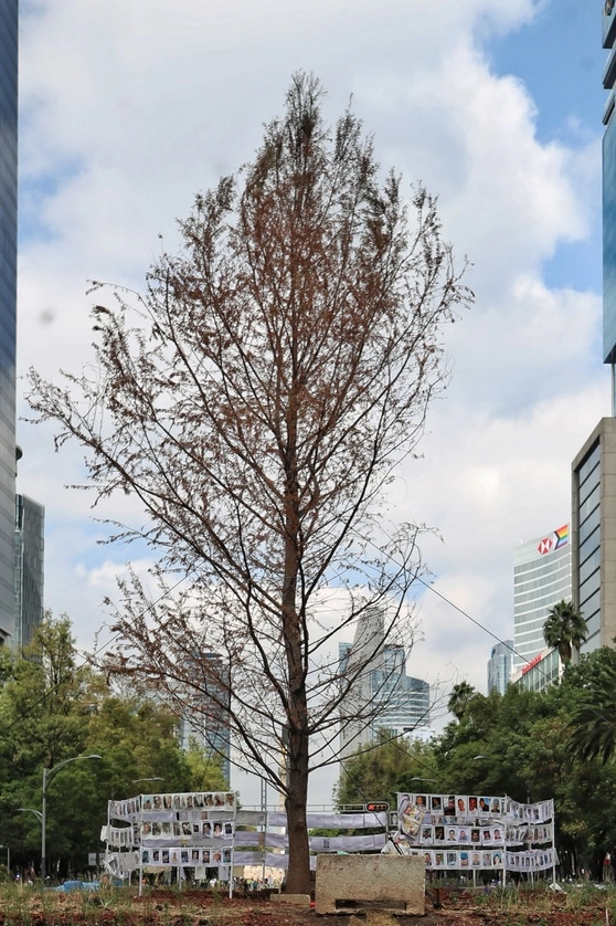 Fotografías de desaparecidos en la Glorieta del Ahuehuete en la  CDMX. Foto Marco Peláez/ archivo