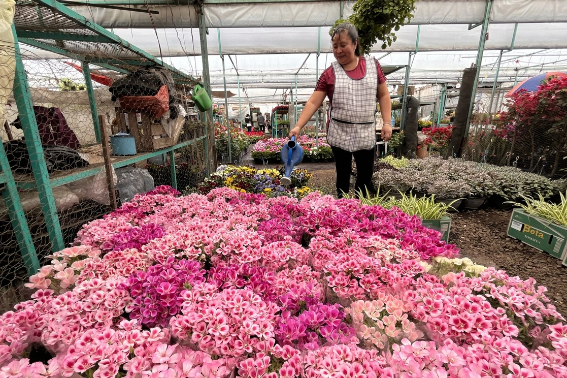 Una productora de flores en la alcaldía Xochimilco. Foto Luis Castillo / Archivo