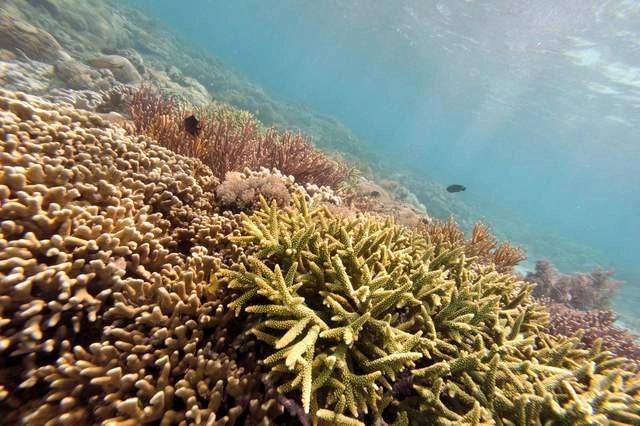 El triángulo también alberga seis de las siete especies de tortugas marinas del mundo y sirve de zona de alimentación a ballenas y otros mamíferos marinos. Foto Afp
