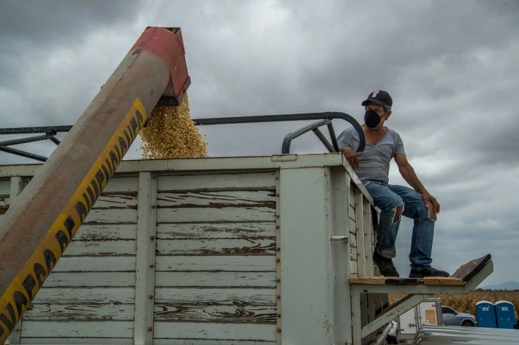  Producción de maíz libre de agroquímicos y de glifosato que se implementa en Culiacán. Foto Cuartoscuro / archivo