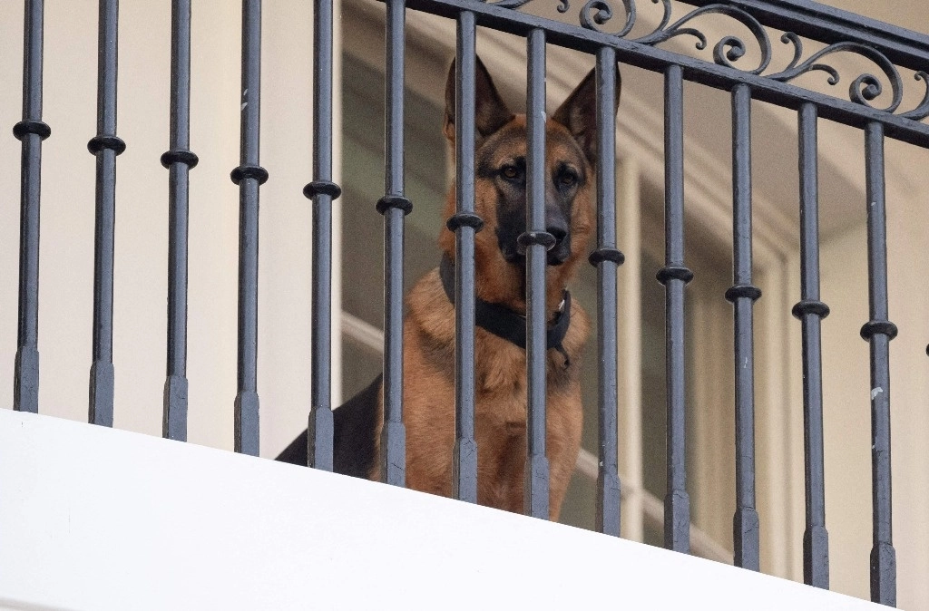 El perro ha atacado a varios miembros del personal de la Casa Blanca. Foto Afp/ archivo