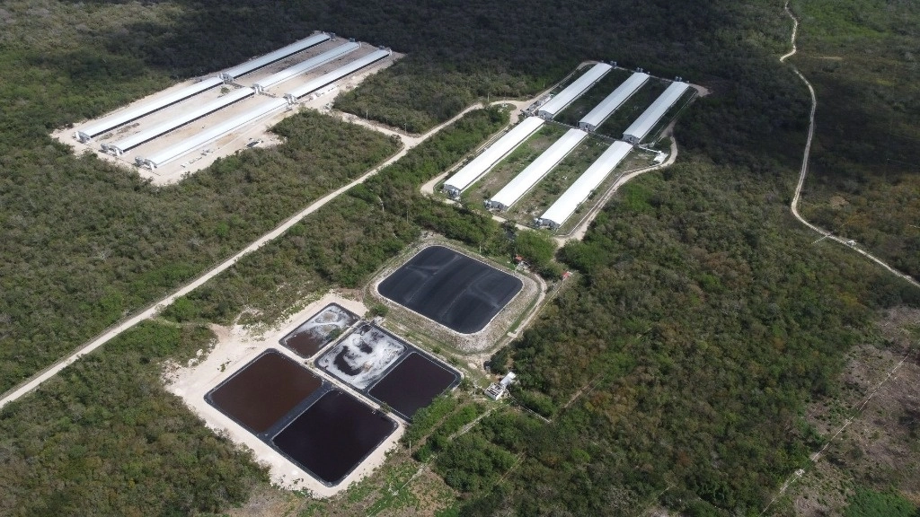 Imagen aérea de una mega granja porcina en Sitilpech, Yucatán. Foto Cuartoscuro / Archivo 