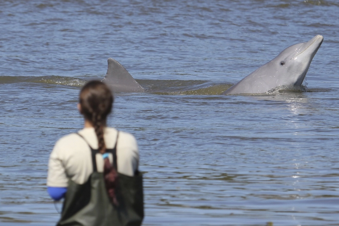 En Praia da Tesoura, en Laguna, los pescadores esperan que los delfines indiquen el momento adecuado para lanzar sus redes. Foto Ap