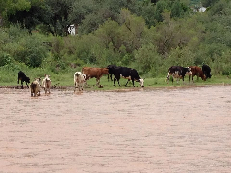 Comunidades aledañas al río Sonora, exigieron que el plan rescate sea claro, que las propuestas de las autoridades no son suficientes para remediar la contaminación del Grupo México. Foto 
