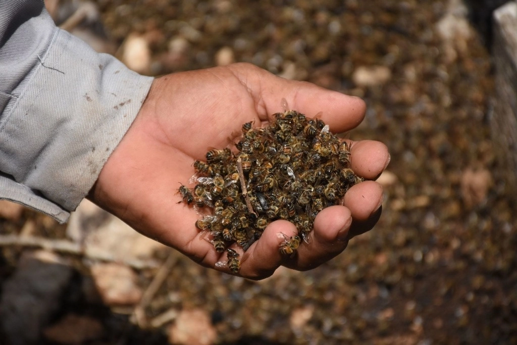 Comuneros de Holpechén denunciaron que la muerte masivas de abejas podría afectar a la apicultura. Foto Cuartoscuro