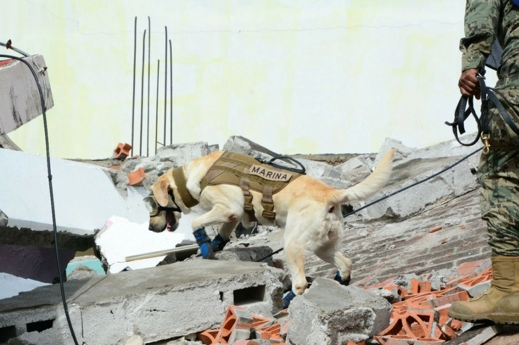 ‘Frida’, la perrita rescatista de la Semar apoyó en labores de auxilio en Haití, Ecuador y México. Foto Semar 