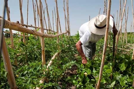 Lopez Obrador remarcó que con ayuda de los ingenieros agrónomos, de los extensionistas y técnicos agrícolas en general se está rescatando al campo del abandono. Foto 'La Jornada del Campo' / Archivo