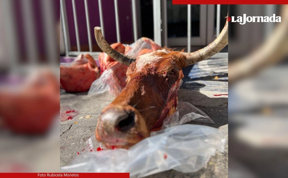 Tablajeros de Cuernavaca colocaron cabezas de res y de cerdos frente a la sede de la Comisión para la Protección contra Riesgos Sanitarios del Estado de Morelos (Coprisem), en la capital, para protestar contra la clausura del rastro municipal. Foto 