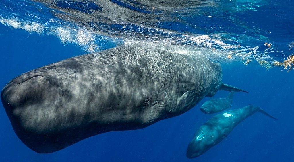With sets of sounds called clicks, sperm whales create ‘phonetic alphabet’