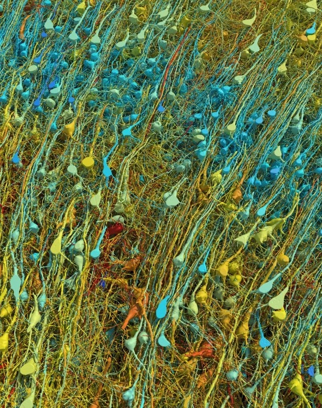Imagen de la recreación de un milímetro del órgano que muestra neuronas llamadas excitadoras o piramidales, coloreadas según su tamaño. Foto Google Research y Lichtman Lab y representaciones de D. Berger/Universidad Harvard



