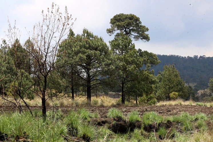Cada año, en nuestro país unas 10 mil hectáreas de bosque son afectadas por el descortezador,  que son pequeños escarabajos. Foto Roberto García Ortiz /Archivo