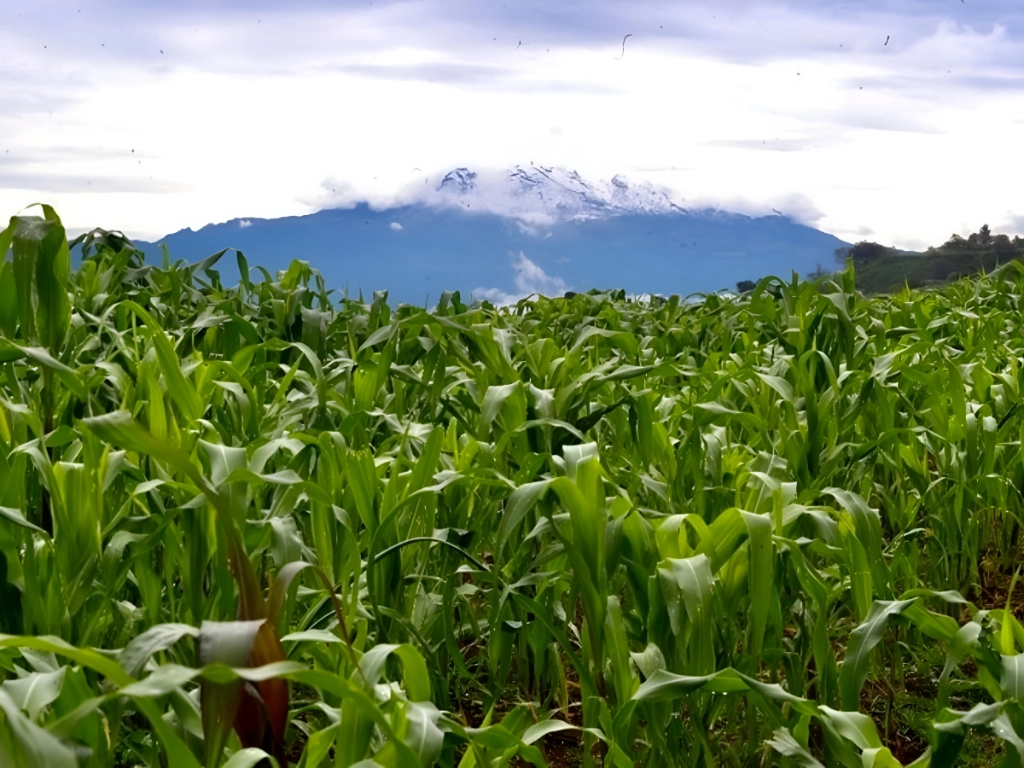 En México hay autosuficiencia de maíz blanco para consumo humano, aseveró el presidente Andrés Manuel López Obrador. En la imagen, un campo de cultivo de maíz en el pueblo de San Pablo Oztotepec, en la alcaldía Milpa Alta de la Ciudad de México, con el volcán Iztaccíhuatl al fondo. Foto Luis Castillo / Archivo