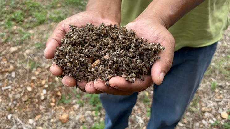 Se busca combatir la muerte de abejas en el municipio. Foto La Jornada