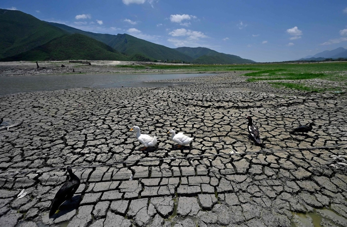 Patos en la represa Miguel Gómez, también conocida como La Boca, en Nuevo León. Foto Afp / Archivo