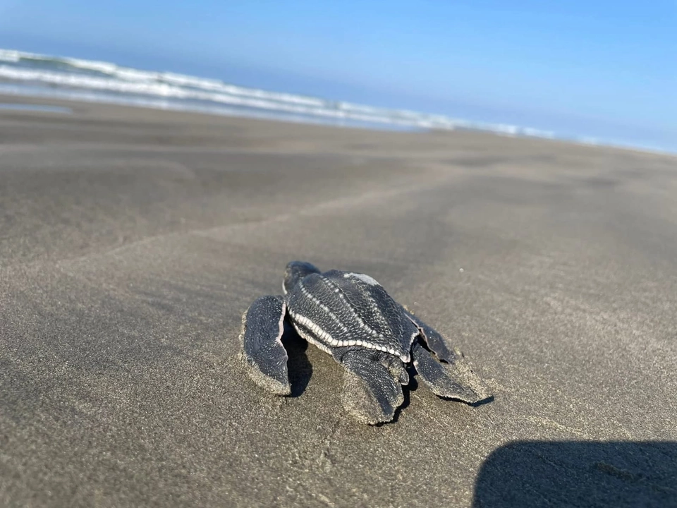 La mayoría de las tortugas marinas que arriban a las playas de Michoacán son de la especie golfina; en menor cantidad la tortuga negra y sólo unas cuantas decenas de gigante laúd. Foto