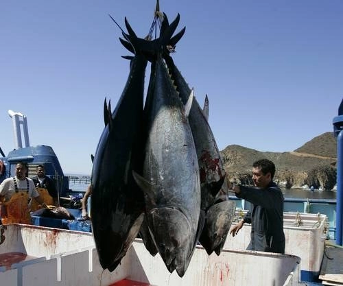 Pescadores de atún en Ensenada, Baja California. Foto Ap / Archivo
