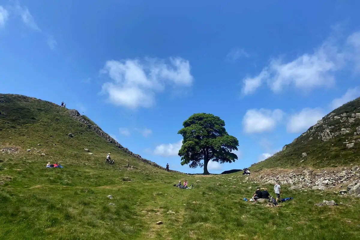 El árbol de Sycamore Gap junto al Muro de Adriano, cerca de Hexham, en el norte de Inglaterra. 