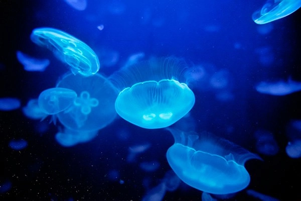 “No hay registro sobre la periodicidad o lugares donde ocurre la bioluminiscencia, pero la mínima presencia de actividad humana o ausencia de ésta ha hecho posible que se disperse a zonas donde antes se veía poco, como varias costas de México”. Foto tomada del sitio https://www.unam.mx/