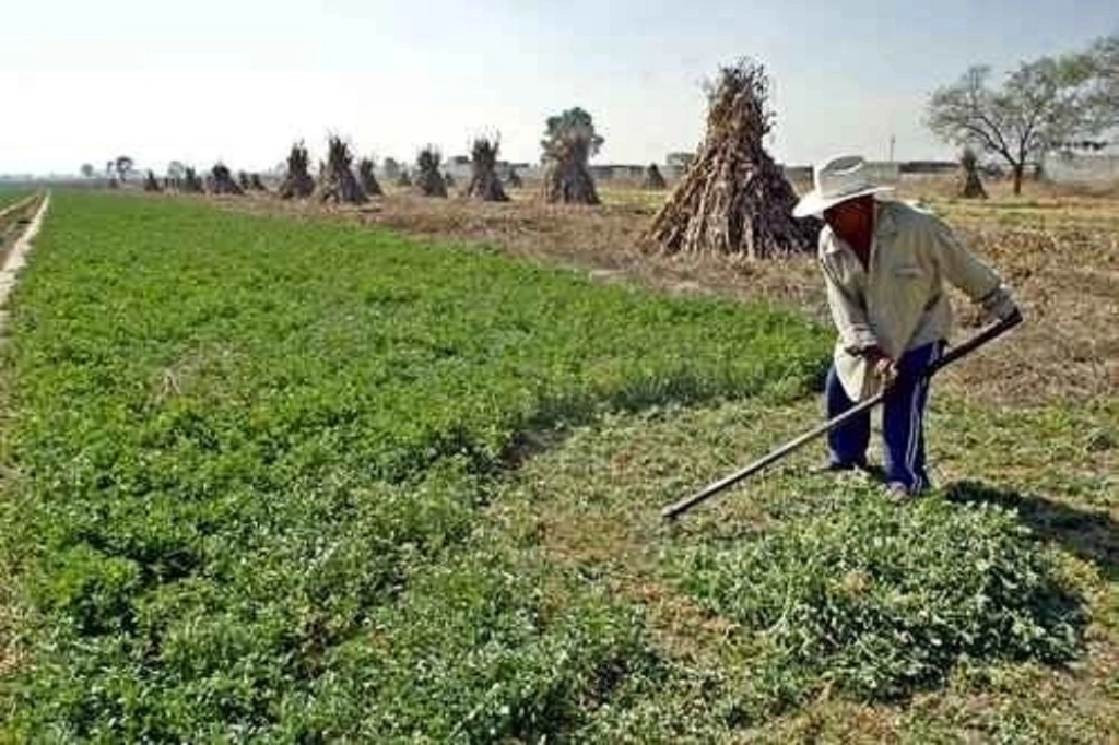 El programa Precios de Garantía apoya a pequeños productores de frijol y maíz. Foto 'La Jornada' / Archivo 