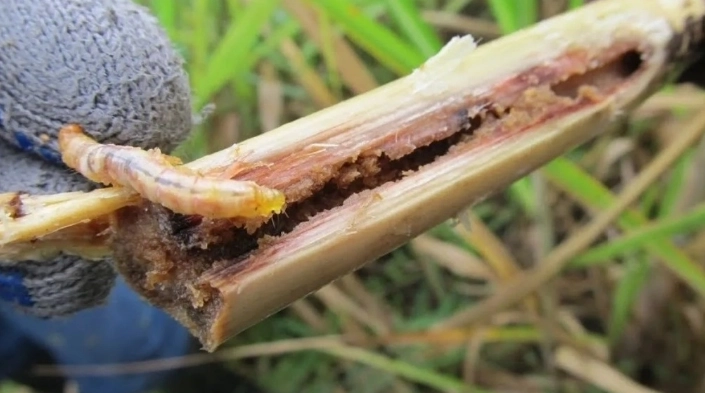 El gusano barrenador es una infestación provocada por las larvas de la mosca Cochliomyia hominivorax. 