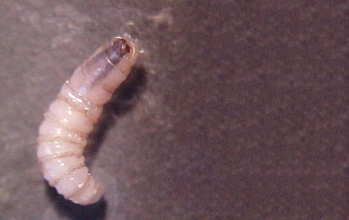 Larva de gusano barrenador en imagen de archivo. Foto 