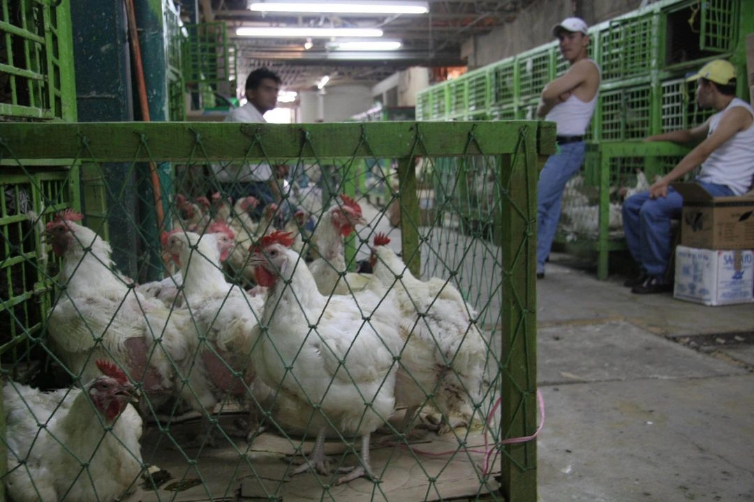 La Secretaría de Medio Ambiente y Recursos Naturales (Semarnat) realiza recorridos y muestreos biológicos de aves silvestres y sinantrópicas en la zona de influencia aledaña al domicilio del caso positivo a influenza aviar, 