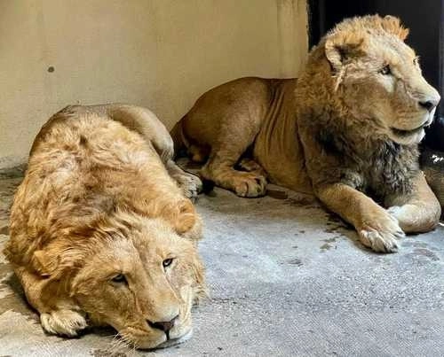 Igualmente se prohíbe el dar muerte de manera intencionada a los animales del parque zoológico o la eliminación de sus restos intencionadamente sin causa justificada. Foto La Jornada / archivo