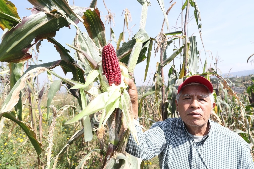 En torno a la resolución de un panel internacional que determinó que con base en el T-MEC, México debe dar marcha atrás a las restricciones a la importación para maíz modificado genéticamente, la jefa del Ejecutivo destacó que este tipo de grano se importa sobre todo para consumo animal. “Esa es la parte de comercio e importación del maíz amarillo”. Foto Roberto García Ortiz / La Jornada