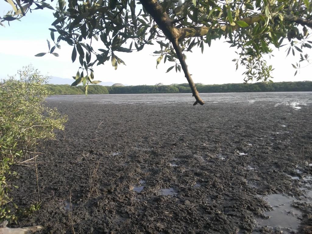 El mangle de la laguna El Quelele, en el municipio de Bahía de Banderas, Nayarit, se encuentra en riesgo debido a la proliferación de proyectos inmobiliarios y turísticos, el grave azolvamiento y la caza furtiva. Foto Javier Santos