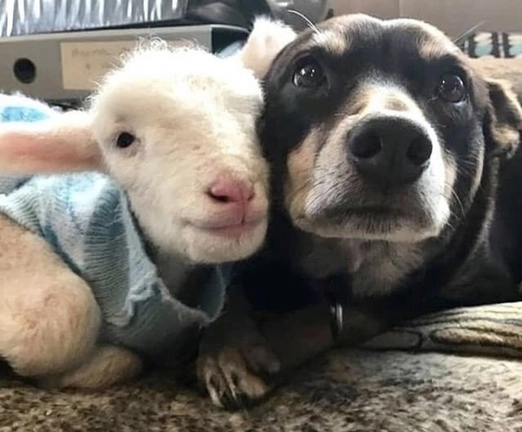Un perro convive con un becerro. Se espera que en el centro de atención haya animales que ayuden al tratamiento de los menores. Foto @Veganfuture