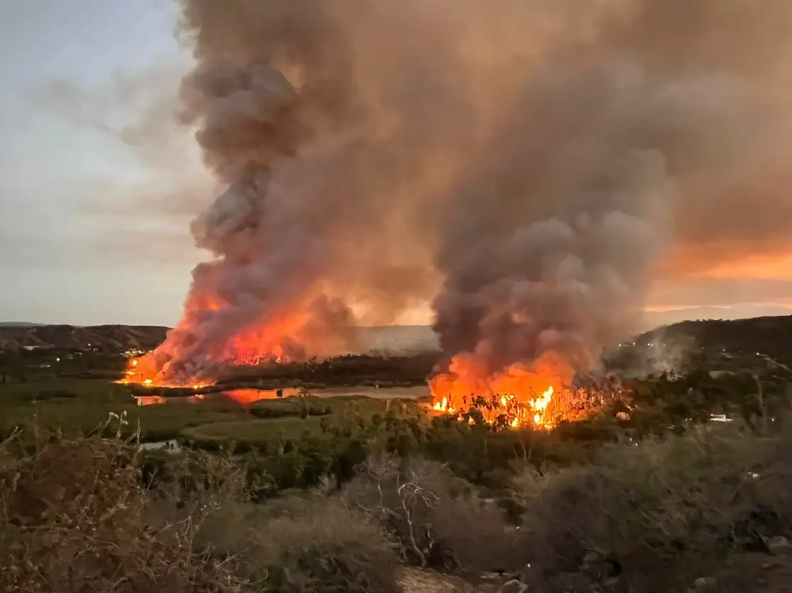 El siniestro incineró seis hectáreas de palmares, en la localidad de Santiago, municipio de Los Cabos, BCS. Foto ‘La Jornada’