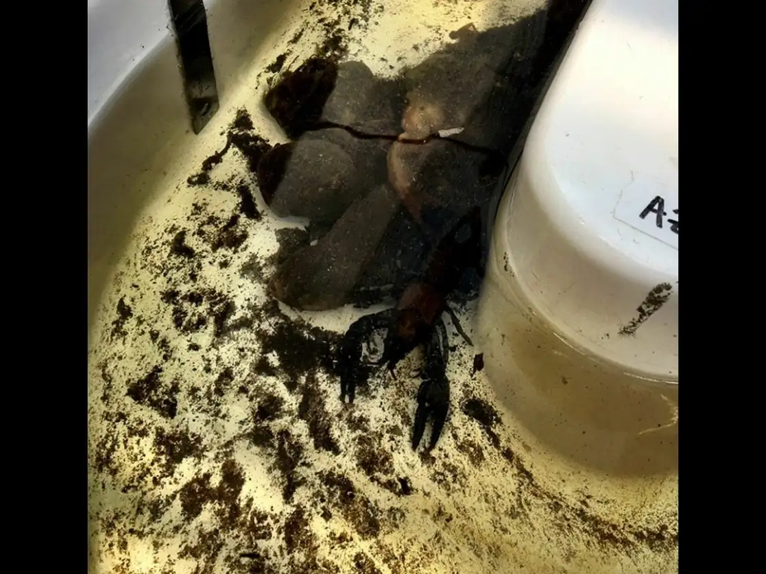 Según la investigación, los animales se comportan de forma más temeraria, emergen más rápido de sus escondites y pasan más tiempo buscando comida. Foto tomada del sitio https://soils.ifas.ufl.edu
