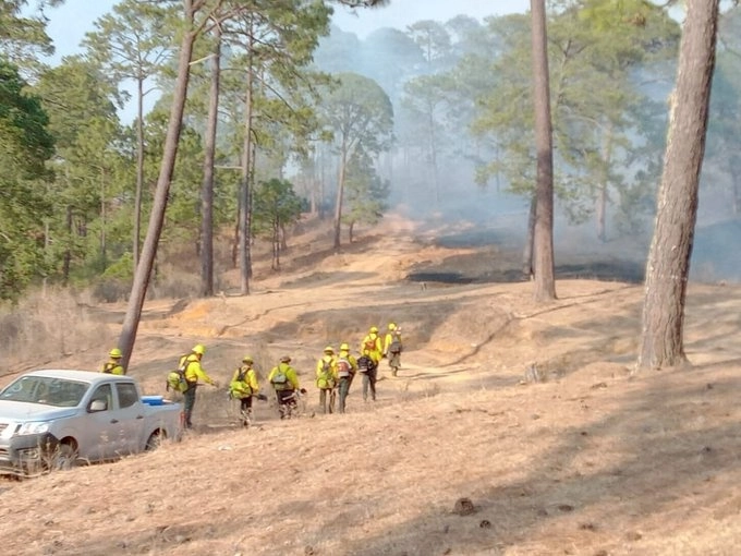 Brigadistas de la Conafor se encuentran combatiendo 39 incendios forestales en el país, la mayoría en Chihuahua, Tamaulipas y Michoacán. Foto Conafor