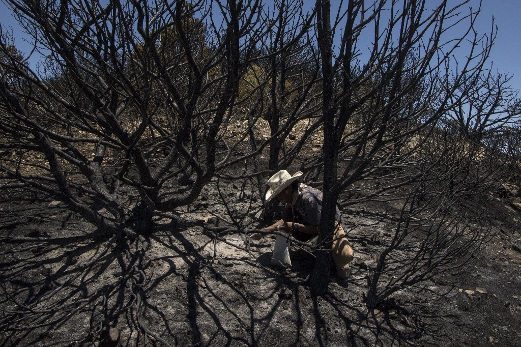 A nivel estatal, 368 brigadistas trabajan en el combate de los diez incendios activos y de otros tres incendios considerados bajo control, con lo que sumaron un total de 13 incendios en la región serrana de Chihuahua. Foto Cuartoscuro/Archivo