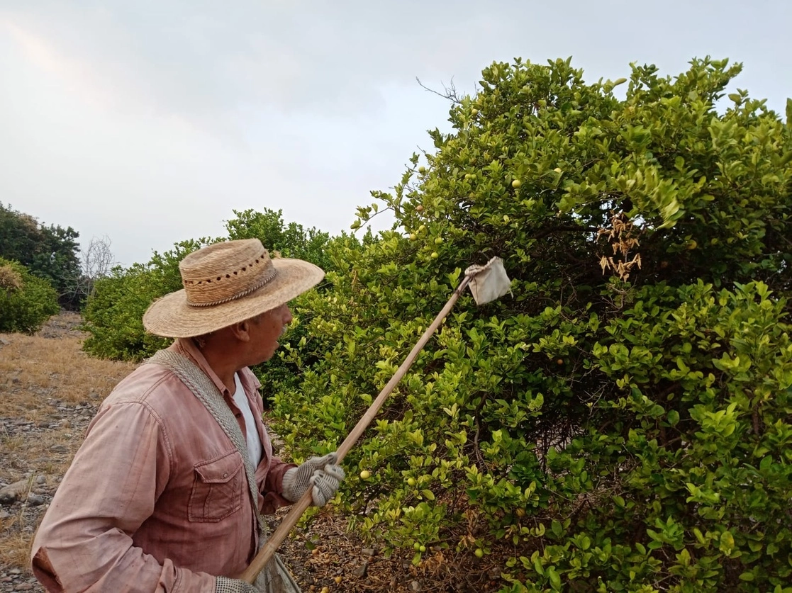 Pequeños productores de limón de la localidad de Pueblo Viejo son asolados por miembros de la organización criminal 'Cárteles unidos', que controlan la producción y distribución del cítrico. Foto Ernesto Martínez Elorriaga



