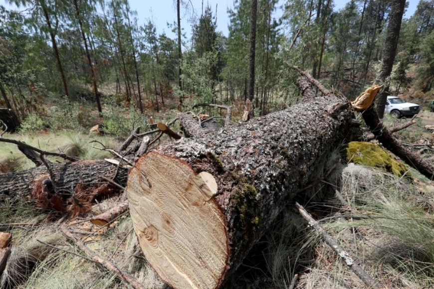 El bosque del paraje La joya del gato, ubicado en los límites de la alcaldía Tlalpan y el estado de Morelos, afectado por la tala ilegal. Foto Roberto García Ortiz / Archivo
