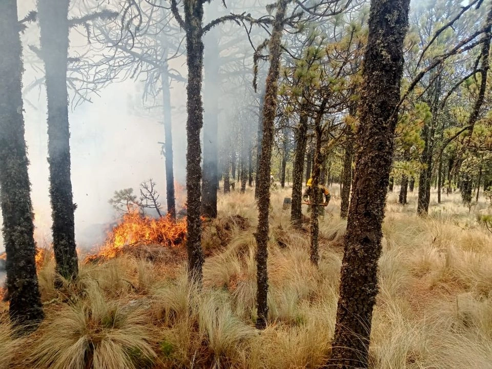 Bomberos y PC combaten  un incendio forestal que amenaza predios del Parque Nacional Cofre de Perote, Veracruz. Foto 