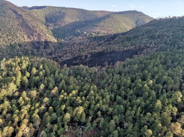 El Comité Estatal de Manejo del Fuego en el estado de Chihuahua informa que el incendio forestal que estaba dentro del Área de Protección de Flora y Fauna (APFF) Campo Verde, en el municipio de Madera, registra 100 por ciento de control. Foto tomada de Twitter @CONAFOR
