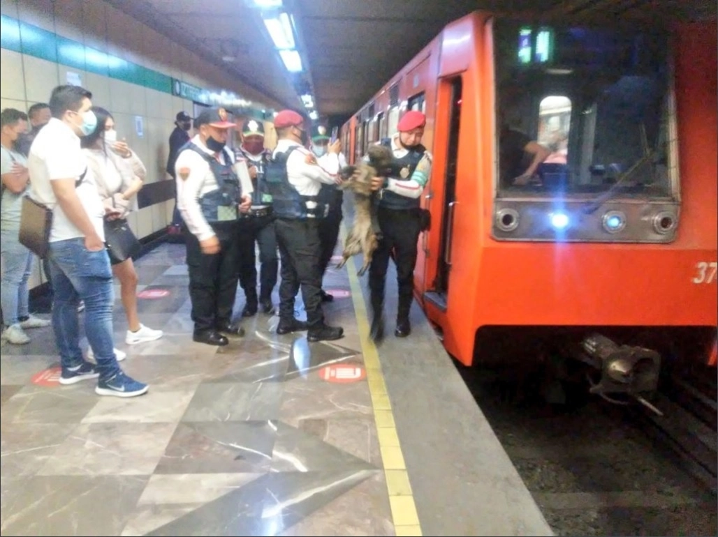 El Sistema de Transporte Colectivo compartió en su cuenta de Twitter una foto de elementos policiacos con el perro, tras ser rescatado de las vías de la Línea, el 14 de octubre de 2021. Foto tomada del Twitter de @MetroCDMX