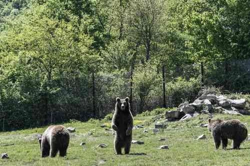 La corte de EU ratificó la prohibición de la caza del oso grizzly en Yellowstone. Foto Afp