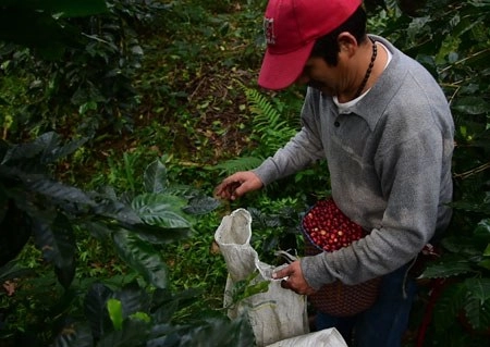 La imagen, en un campo de Coatepec, Veracruz. Foto Sergio Hernández Vega