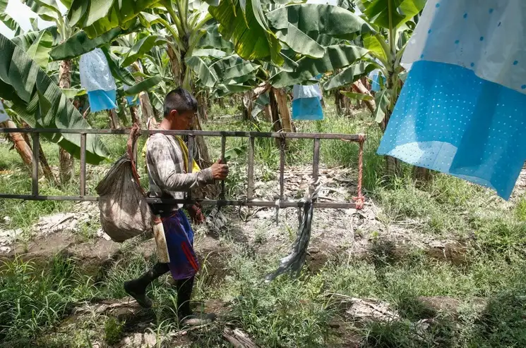 "Nunca nos habían ayudado con nada otros gobiernos", dijo un campesino sobre Sembrando Vida. Foto Víctor Camacho