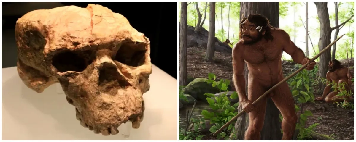 El fósil Yunxian 2 se aplastó durante el proceso de fosilización, lo que dificultó su análisis detallado. El nuevo estudio sitúa el origen de la humanidad en Asia. 