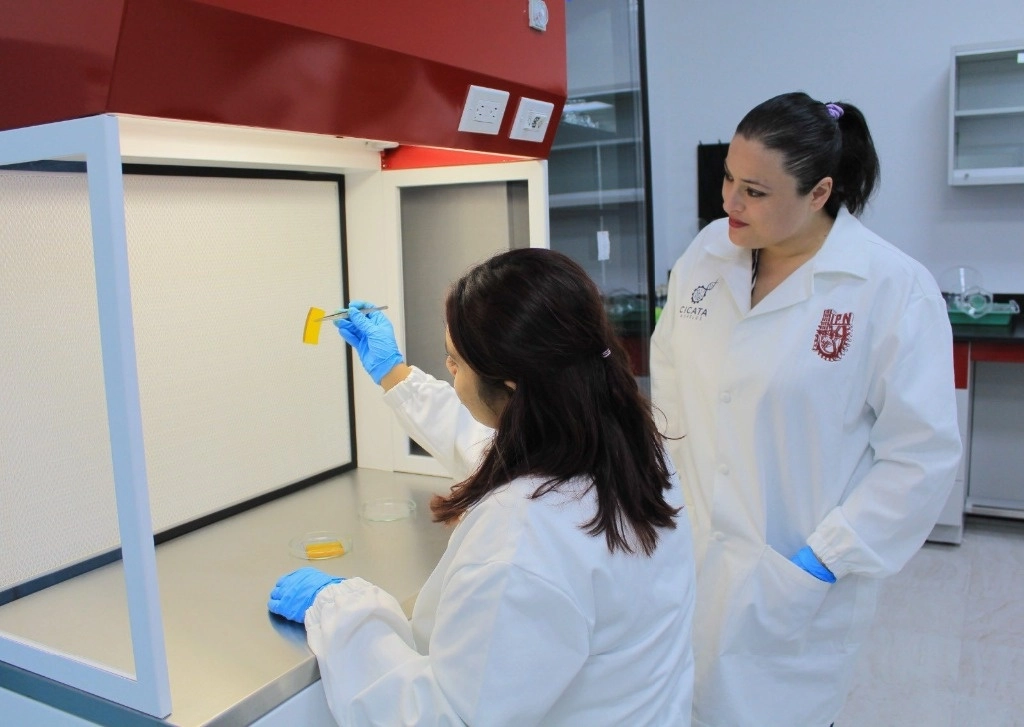 El IPN explicó que el parche está elaborado de algas pardas modificadas químicamente para introducir nanopartículas de curcumina como principio activo. Foto @IPN_MX