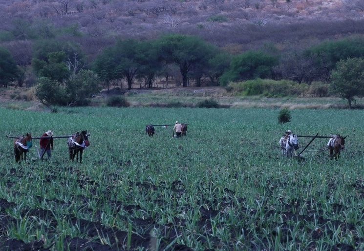 Campesinos aran con una yunta un cañaveral en la comunidad de La Carpa en Tlaquiltenango, Morelos. Foto Cuartoscuro / Archivo