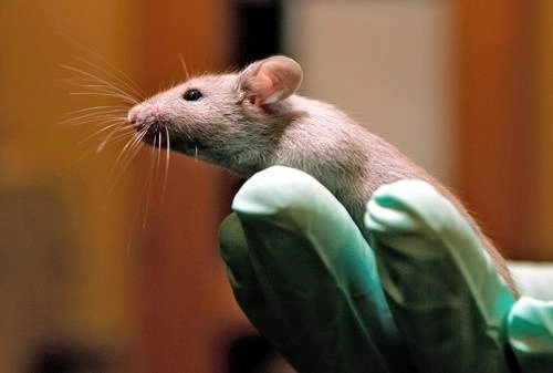 Los científicos extrajeron células madre que produjeron 75 clones de ratones. Foto Ap / Archivo