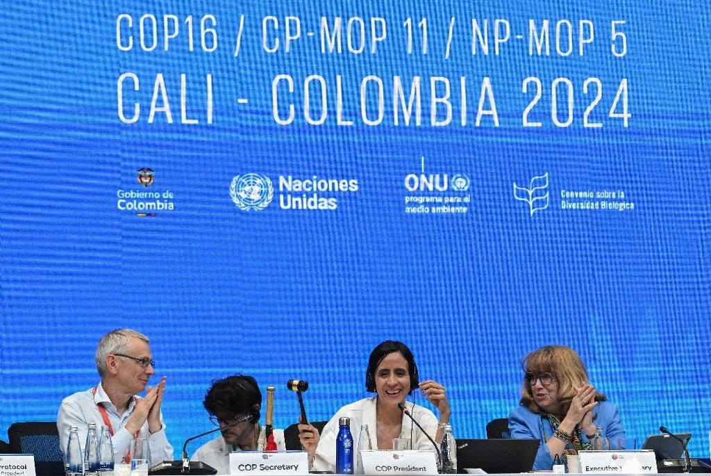 David Cooper, Secretario Ejecutivo de la COP16, la Ministra de Medio Ambiente de Colombia y Presidenta de la COP16, Susana Muhamad (C), y la Secretaria de la COP 16, Astrid Schomaker, asisten a la última sesión plenaria de la Cumbre COP16 en Cali, Colombia, el 2 de noviembre de 2024.Foto Afp