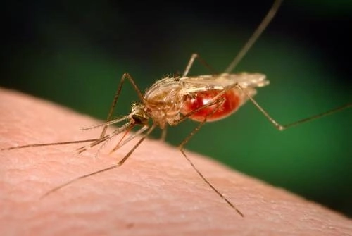 Expertos en infecciones moleculares de la universidad sueca de Umeå crearon un mapa del sistema inmune de los mosquitos con el que buscan combatir la malaria. Foto Ap / Archivo