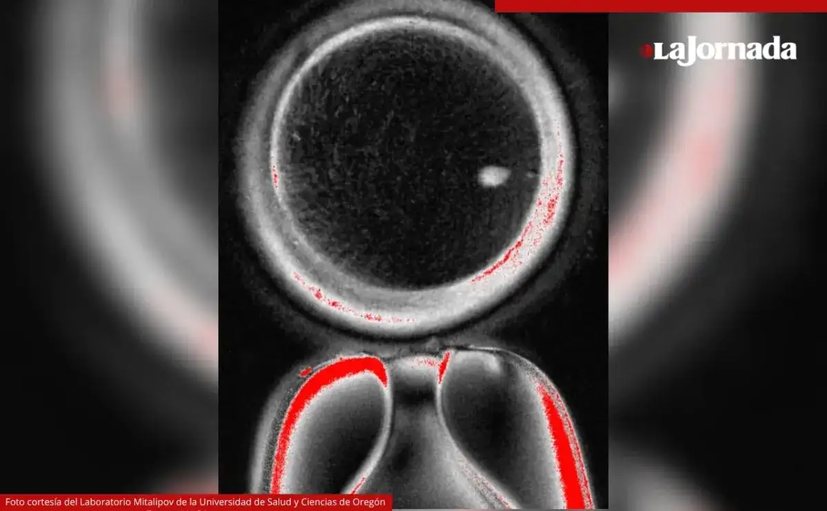 El Laboratorio Mitalipov de la Universidad de Salud y Ciencias de Oregon proporcionó esta toma de microscopio de un óvulo humano que contiene un núcleo de una célula de la piel. Foto 